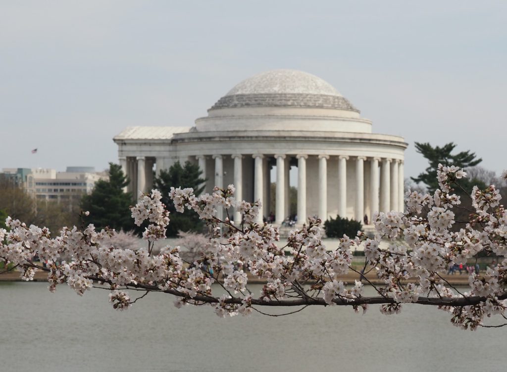 Best Things To Do In DC: Cherry Blossons